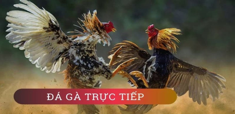 Tìm hiểu về đá gà trực tiếp tại Fun88